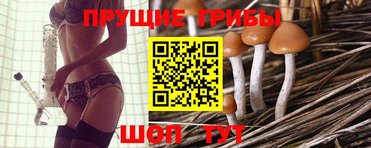 Псилоцибиновые грибы Psilocybe Казань